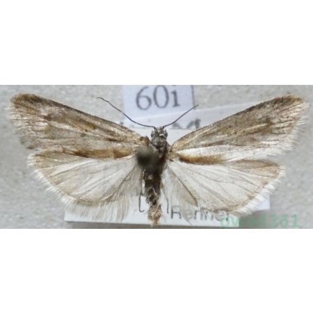 Tortricodes alternella (Denis & Schiffermüller, 1775) Czech60i